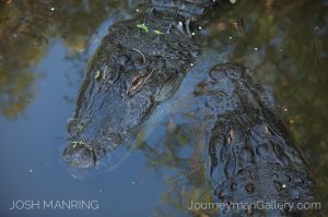 Josh Manring Photographer Decor Wall Art -  Florida Wildlife Everglades -38.jpg